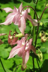 Obraz premium Pink aquilegia flowers in the garden on natural green leaves background