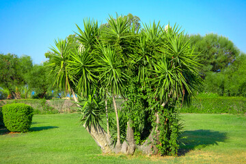 Yucca tree or Yucca filamentosa in park.