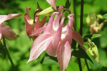 Pink aquilegia flowers in the garden on natural green leaves background 