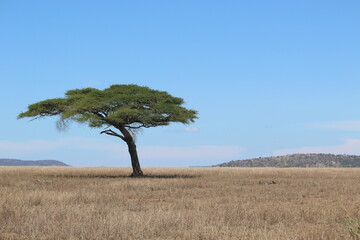 tree in the african savanna