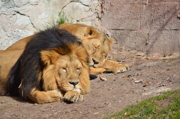 Zwei Löwen in der Sonne