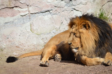 Portrait eines Löwen 