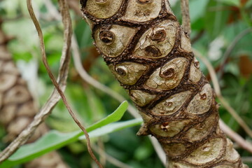 Tronc de Philodendron Bipinnatifidum en gros plan