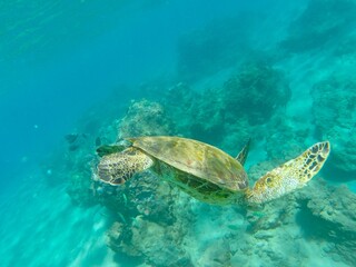 Obraz na płótnie Canvas Sea Turtle in Hawaii diving down