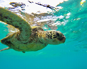 Close up of Green Sea Turtle 