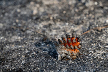 A Pine Cone after a Wildfire