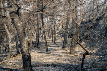 A Forest after a Wildfire