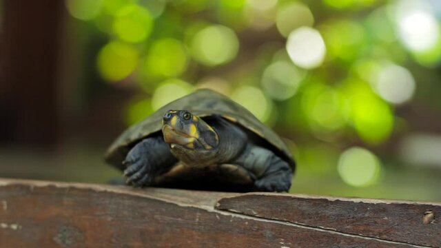 The yellow-spotted Amazon river turtle or yellow-spotted river turtle is one of the largest South American river turtles
