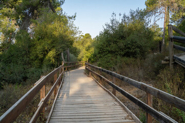 Obraz premium A Path in the Woods