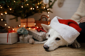 Merry Christmas!Adorable dog in red santa hat lying at christmas tree with gifts and lights. Portrait of cute white dog relaxing in festive scandinavian room. Pet and winter holidays.