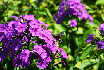 warm summer, colorful flower with bird Macroglossum