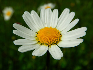 daisy flower closeup in the garden
