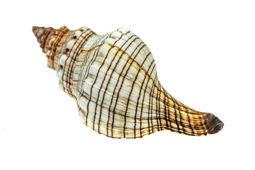 the shell of a sea snail on a white isolated background