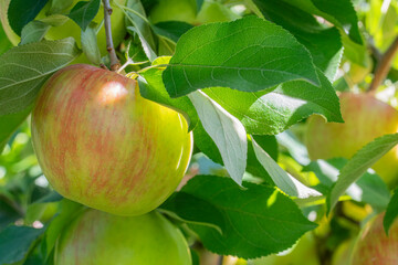 Sunlight peaks through the leaves of a honeycrisp appletree illuminating the fruit below