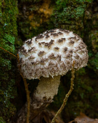 Strombilomyces