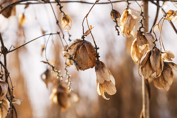 A screensaver made of a dry branch with flowers on a sunny blurred background with bokeh.