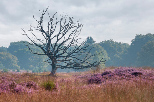 Dead tree in a heather field on De Kampina in Noord-Brabant