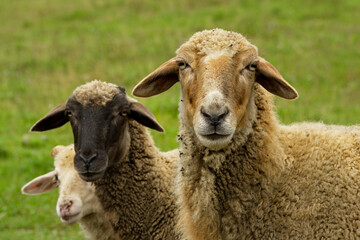 Fototapeta premium Russia. Chita region. A sheep grazing freely in the village of Red Priisk.