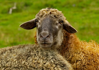 Russia. Chita region. A sheep grazing freely in the village of Red Priisk.