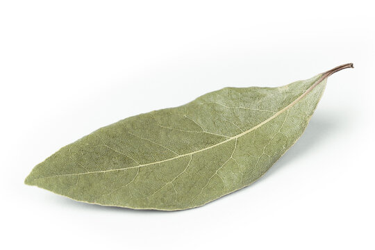 bay leaf isolated on white background closeup