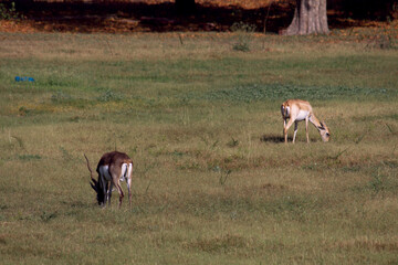 herd of deer,  india safari, delhi, india travel