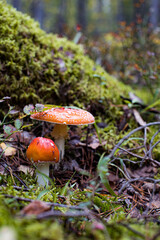 Fly agaric (Amanita Muscaria) mushroom in the forest. Red cap mushroom close up.