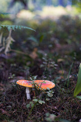 Fly agaric (Amanita Muscaria) mushroom in the forest. Red cap mushroom close up.
