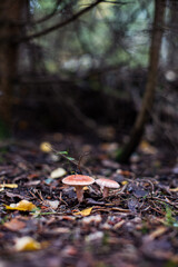Lactarius torminosus, known as the woolly milkcap or the bearded milkcap, an edible wild mushroom from Russia