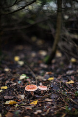 Lactarius torminosus, known as the woolly milkcap or the bearded milkcap, an edible wild mushroom from Russia