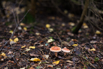 Lactarius torminosus, known as the woolly milkcap or the bearded milkcap, an edible wild mushroom from Russia