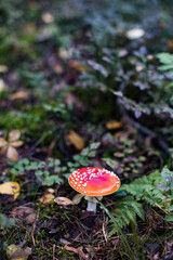 Fly agaric (Amanita Muscaria) mushroom in the forest. Red cap mushroom close up.