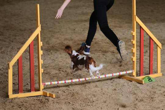 Red And White Cavalier King Charles Spaniel Runs Fast And Jumps High Over Barrier At Agility Competitions. Owner Works With Pet In Same Team. Speed And Agility, Sports With Dog.