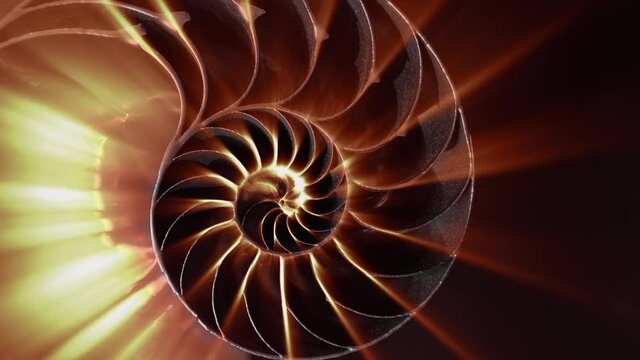 Zoom out from the center of amazing spiral fossilized Nautilus shell cut in half with mesmerizing light beams iridescent rays inside