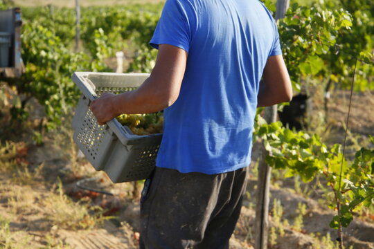 Uvas, vi&ntilde;edos, vendimia