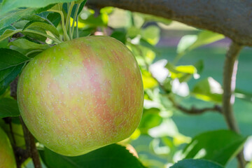 Close up of a honeycrisp apple ready to be picked