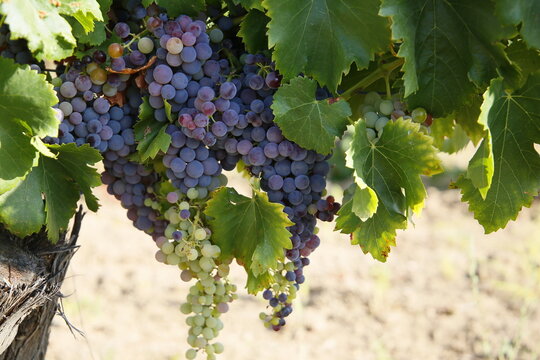 Uvas, vi&ntilde;edos, vendimia