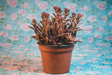 Suculenta vista frontal - suculentas -ramo de suculentas - minisuculentas con fondo floreado- sedum griseum - planta de interior roja y verde