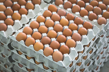 Chicken eggs are fresh in a cardboard package made of recycled waste paper.