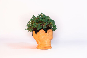 cráneo de maceta de flores con planta  - cráneo de cerámica con plantas - cráneo humano de...