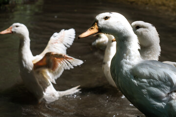 the profile of a white goose against the background of another goose waving in the water with a wingspan
