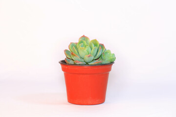 Echeveria elegans - suculentas -ramo de suculentas - minisuculentas con fondo floral - echeveria secunda