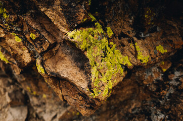 Red Rock Lichen Texture