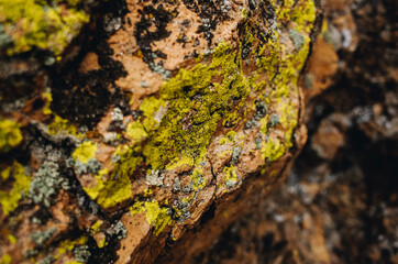 Red Rock Lichen Texture