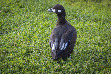 Harlequin duck walks on grass, St Petersburg, Russia