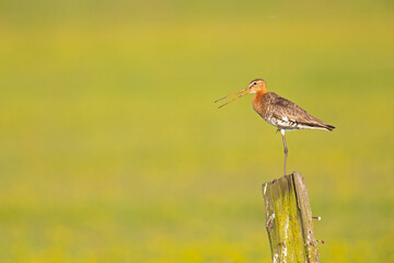 A black-tailed godwit (Limosa limosa) perched on a pole protecting its territory.