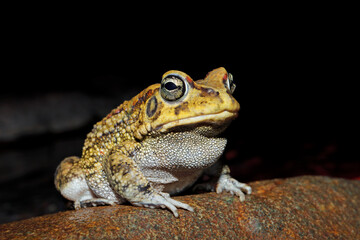 Close-up of an olive toad (Amietophrynus garmani), South Africa.