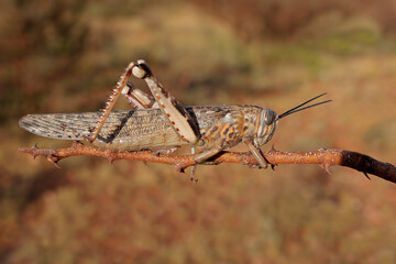 A brown locusts (Locustana pardalina) sitting on a branch, South Africa.