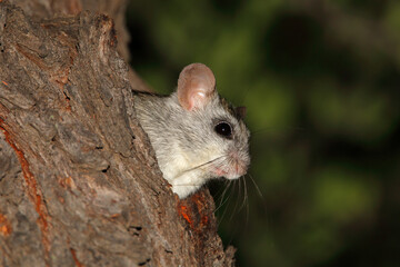 An Acacia tree rat (Thallomys paedulcus) in natural habitat, South Africa.