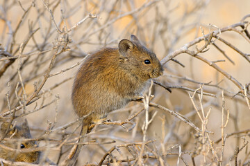 A Karoo bush rat (Otomys unisulcatus) in natural habitat, South Africa