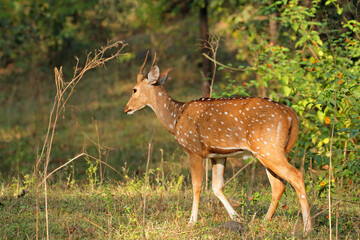 A male spotted deer or chital (Axis axis) in natural habitat, Kanha National Park, India.